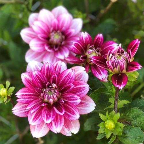 Dekorativdahlia 'Hemisphere'