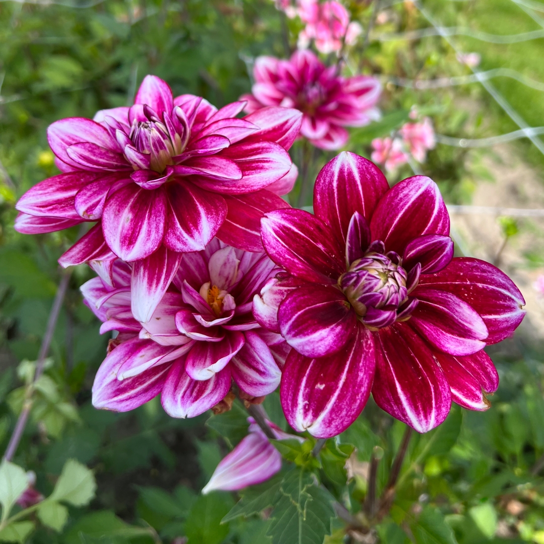 Dekorativdahlia 'Hemisphere'