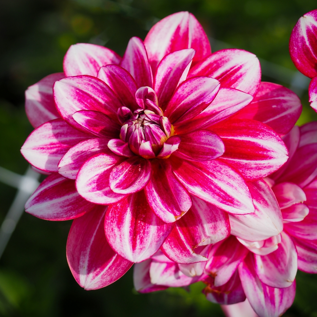 Dekorativdahlia 'Hemisphere'