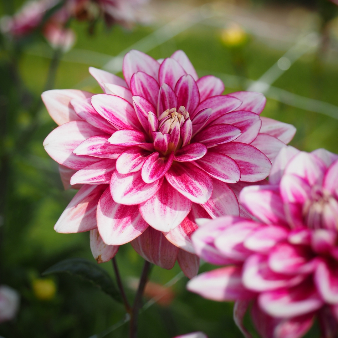 Dekorativdahlia 'Hemisphere'