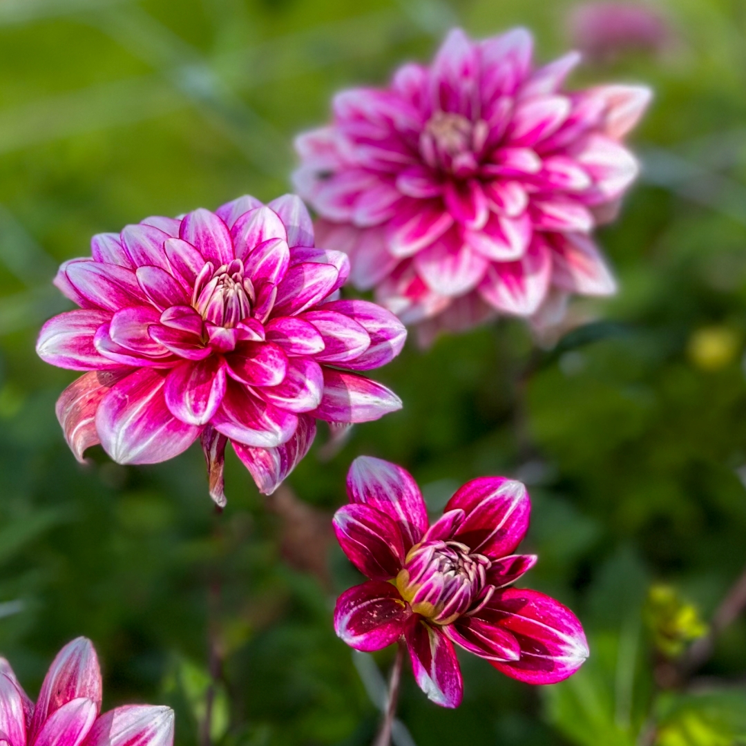 Dekorativdahlia 'Hemisphere'