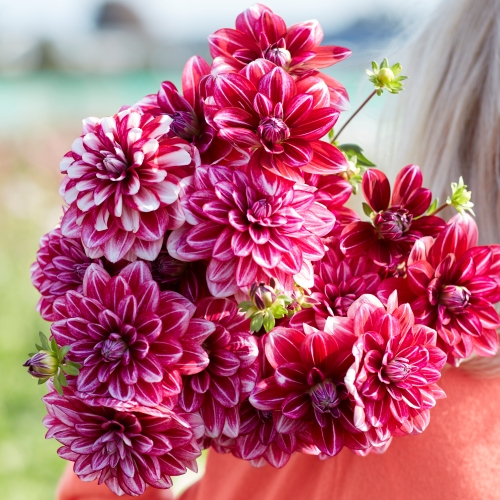 Dekorativdahlia 'Hemisphere'