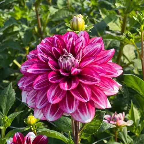 Koristedaalia 'Hemisphere'