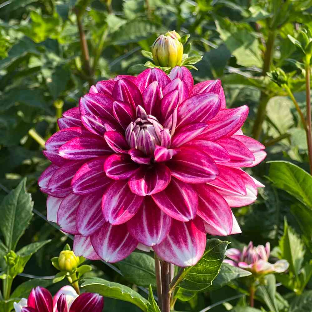 Dekorativdahlia 'Hemisphere'