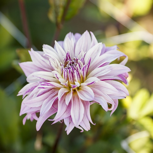 Dahlia Labyrinth Mix