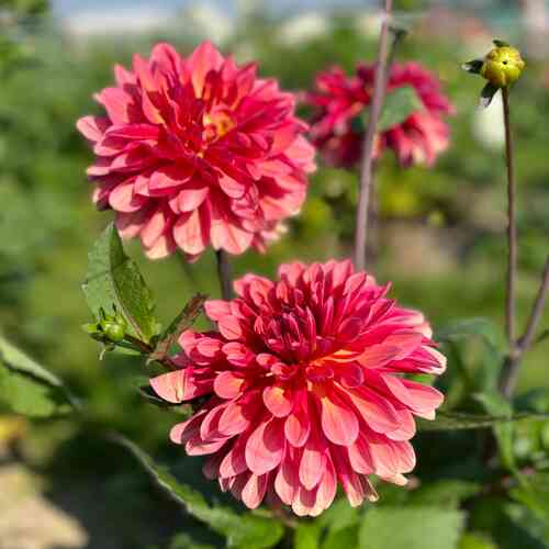 Kaktusdahlia 'Misses Dutch'