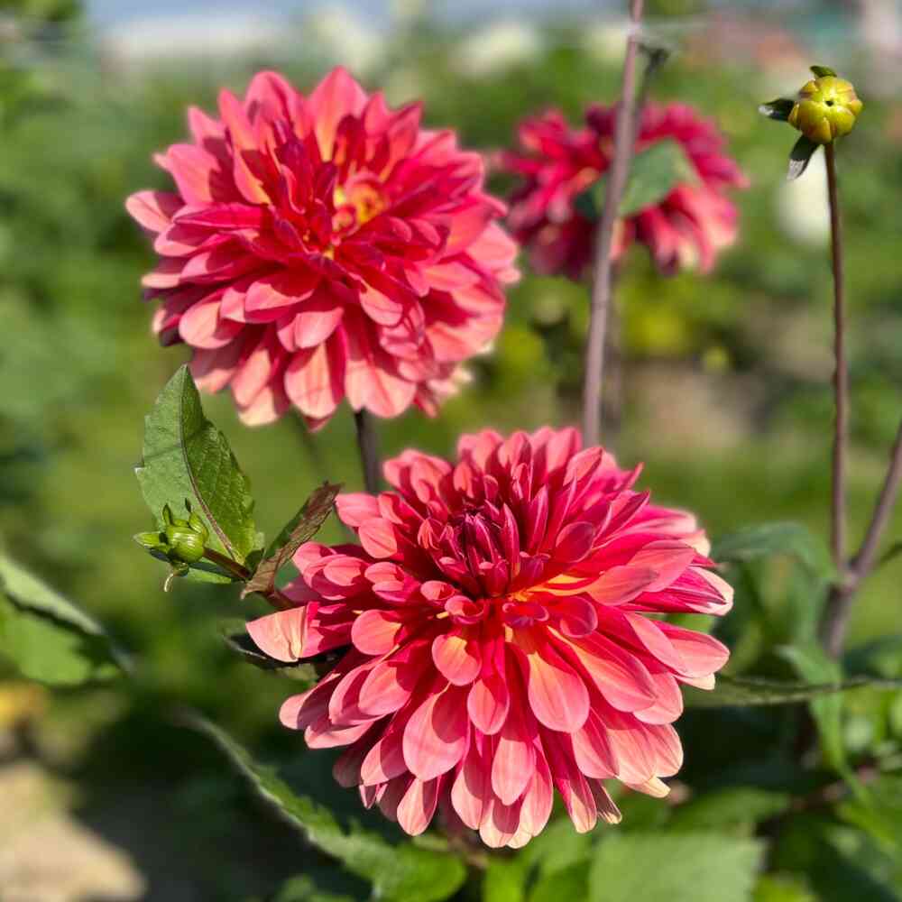Kaktusdahlia 'Misses Dutch'