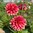 Kaktusdaalia 'Misses Dutch'