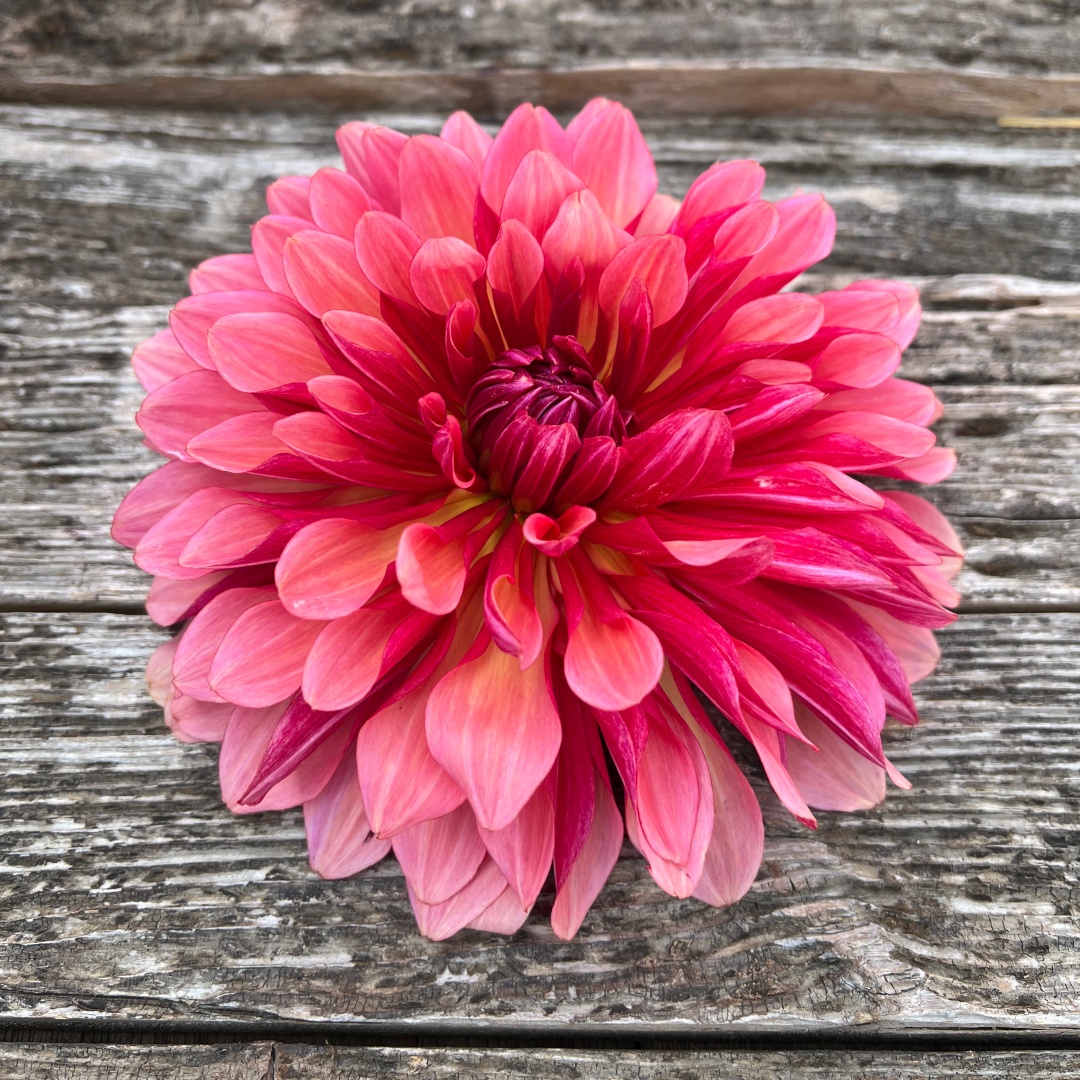 Kaktusdahlia 'Misses Dutch'