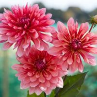Kaktusdahlia 'Misses Dutch'