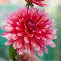 Kaktusdahlia 'Misses Dutch'