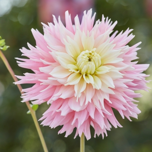 Kaktusdahlia 'Just Married'