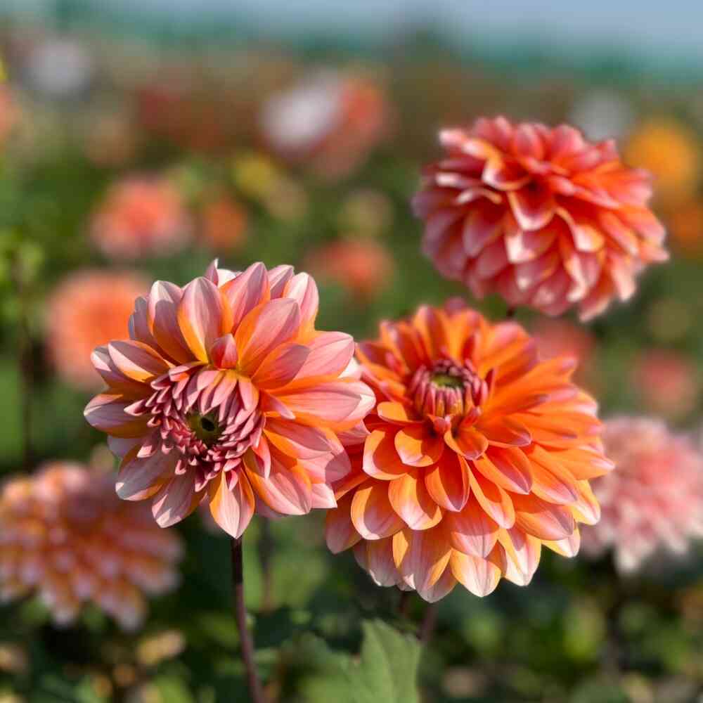 Dekorativdahlia 'Peaches & Vanilla'