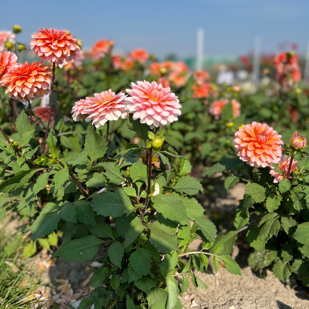 Dekorativdahlia 'Peaches & Vanilla'