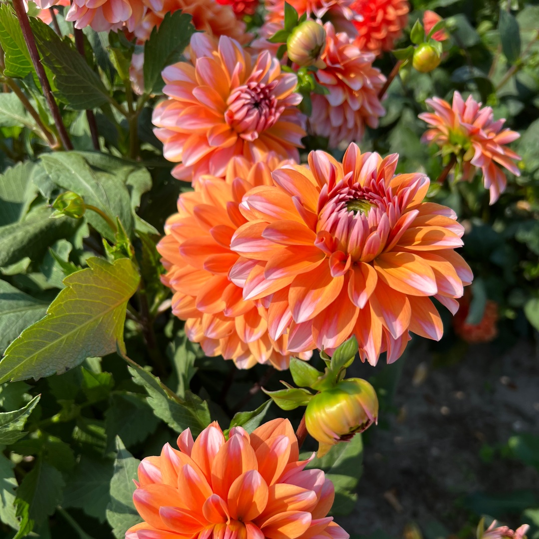 Dekorativdahlia 'Peaches & Vanilla'