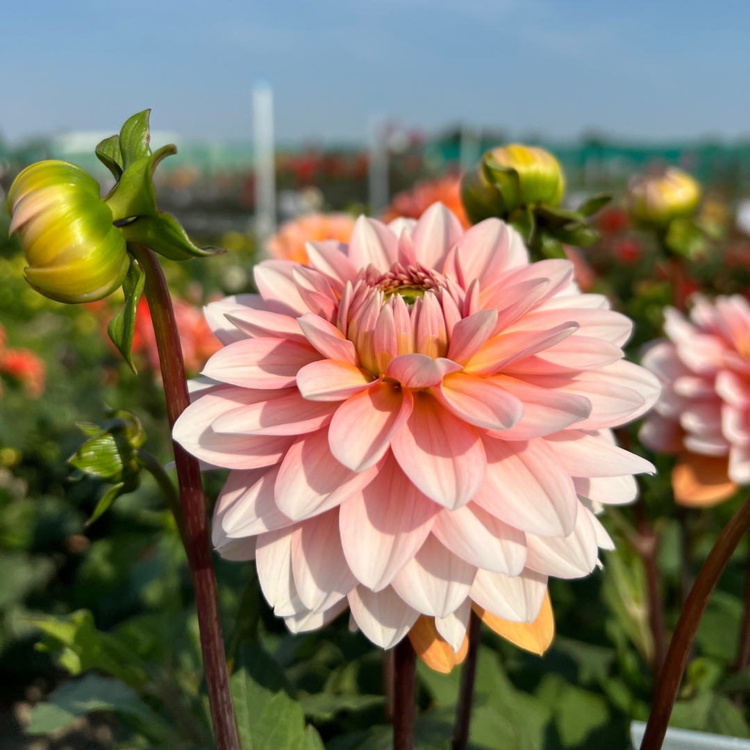 Dekorativdahlia 'Peaches & Vanilla'