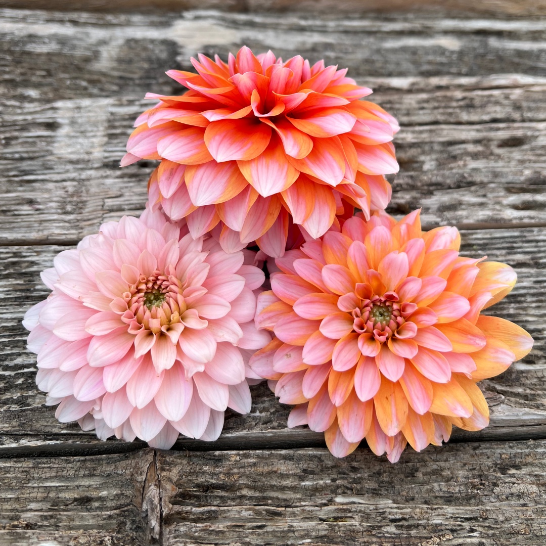 Dekorativdahlia 'Peaches & Vanilla'