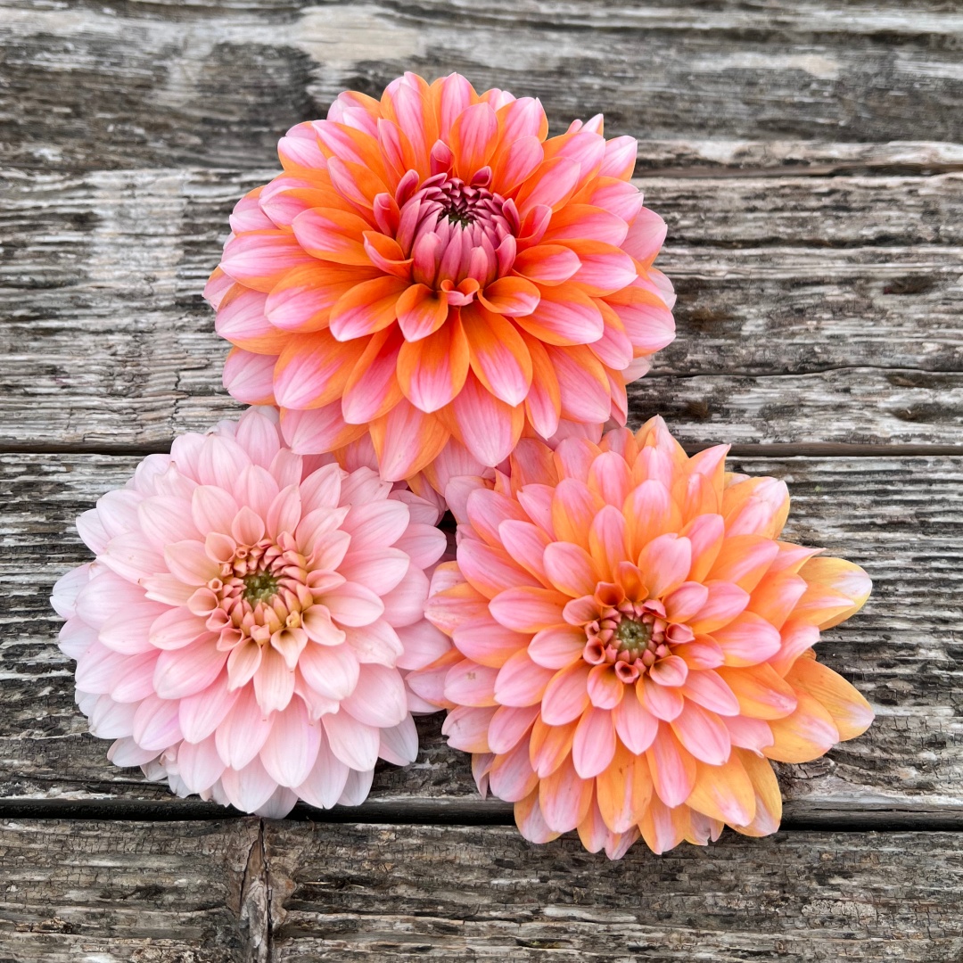 Dekorativdahlia 'Peaches & Vanilla'