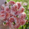 Koristedaalia 'Peaches'