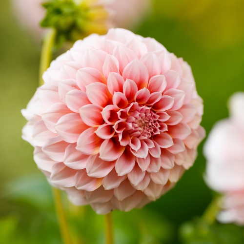 Dekorativdahlia 'Peaches'