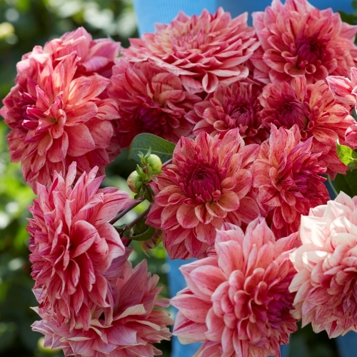 Koristedaalia 'Sturm Princess'
