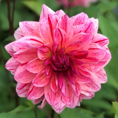 Koristedaalia 'Sturm Princess'