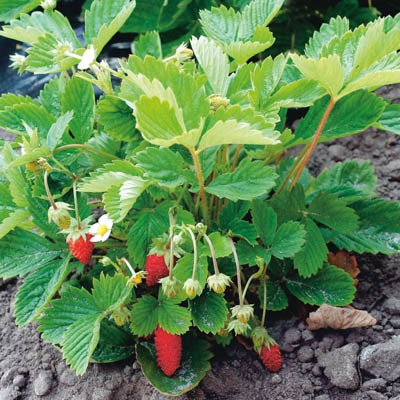 Fragaria vesca