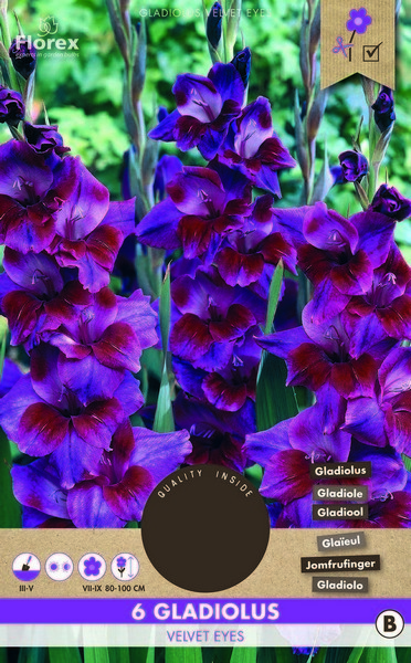 Gladiolus 'Velvet Eyes'