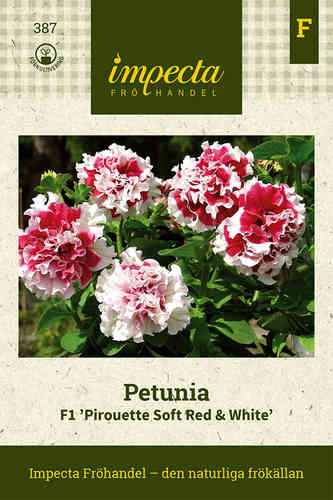 Tarhapetunia 'Pirouette Soft Red & White'