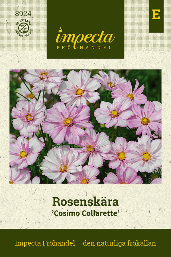 Rosenskära 'Cosimo Collarette'