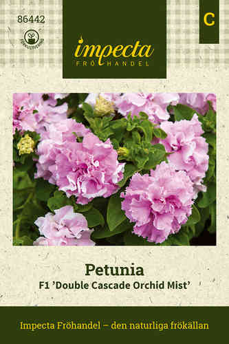 Petunia 'Double Cascade Orchid Mist'