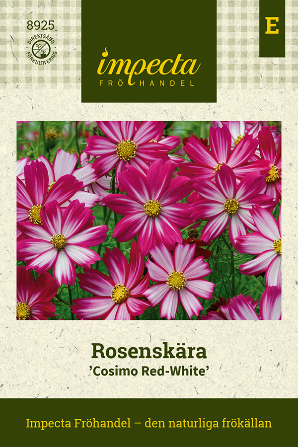 Punakosmoskukka 'Cosimo Red-White'
