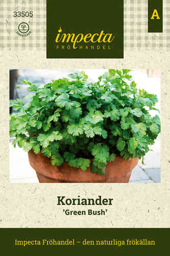 Koriander 'Green Bush'