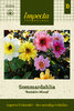 Sommardahlia 'Redskin Mixed'