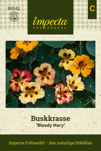 Buskkrasse 'Bloody Mary'