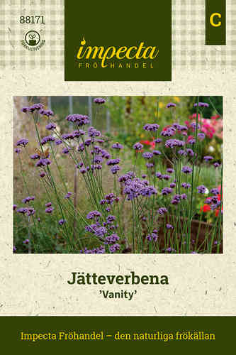 Jätteverbena 'Vanity'