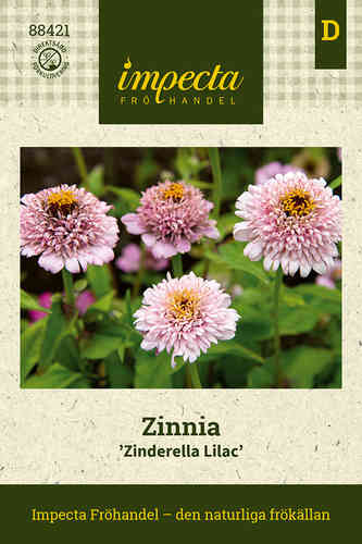 Zinnia 'Zinderella Lilac'