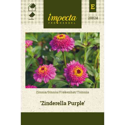 Isotsinnia 'Zinderella Purple' Isotsinnia 'Zinderella Purple'