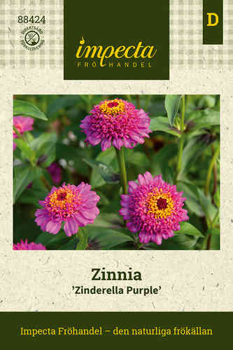 Zinnia 'Zinderella Purple'