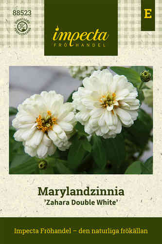 Marylandzinnia 'Zahara Double White'