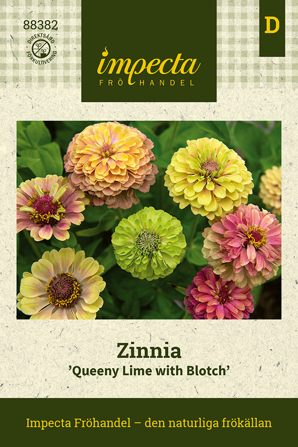 Zinnia 'Queeny Lime with Blotch'
