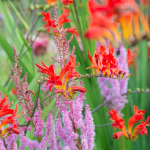 Montbretia 'Lucifer'