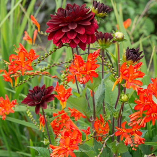 Montbretia 'Lucifer'