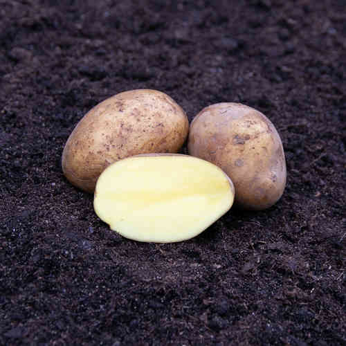 Marabel siemenperuna 1 kg