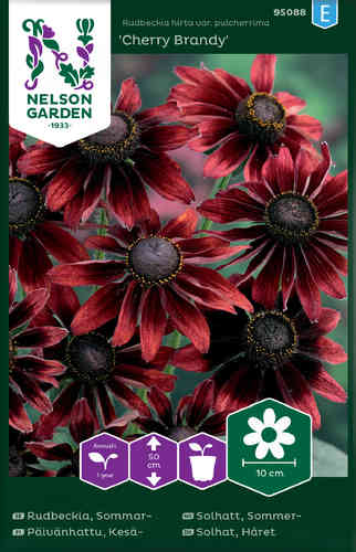 Sommarrudbeckia 'Cherry Brandy'