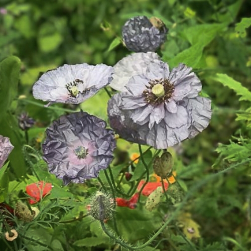 Silkkiunikko 'Amazing Grey'