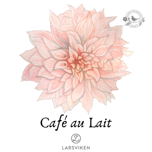 Koristedaalia 'Café au Lait' - HW Collection