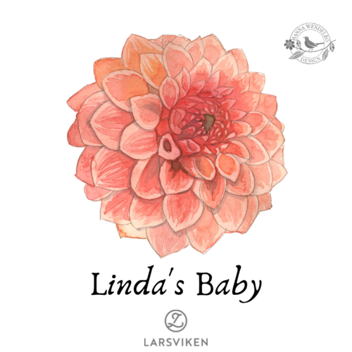 Pallodaalia 'Linda's Baby' - HW Collection