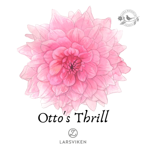 Koristedaalia 'Otto's Thrill' - HW Collection