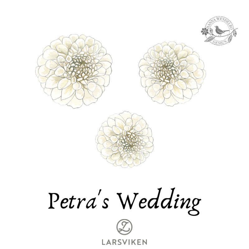 Pompondaalia 'Petra's Wedding' - HW Collection